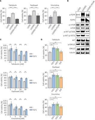 FGF1 protects FGFR1-overexpressing cancer cells against drugs targeting tubulin polymerization by activating AKT via two independent mechanisms